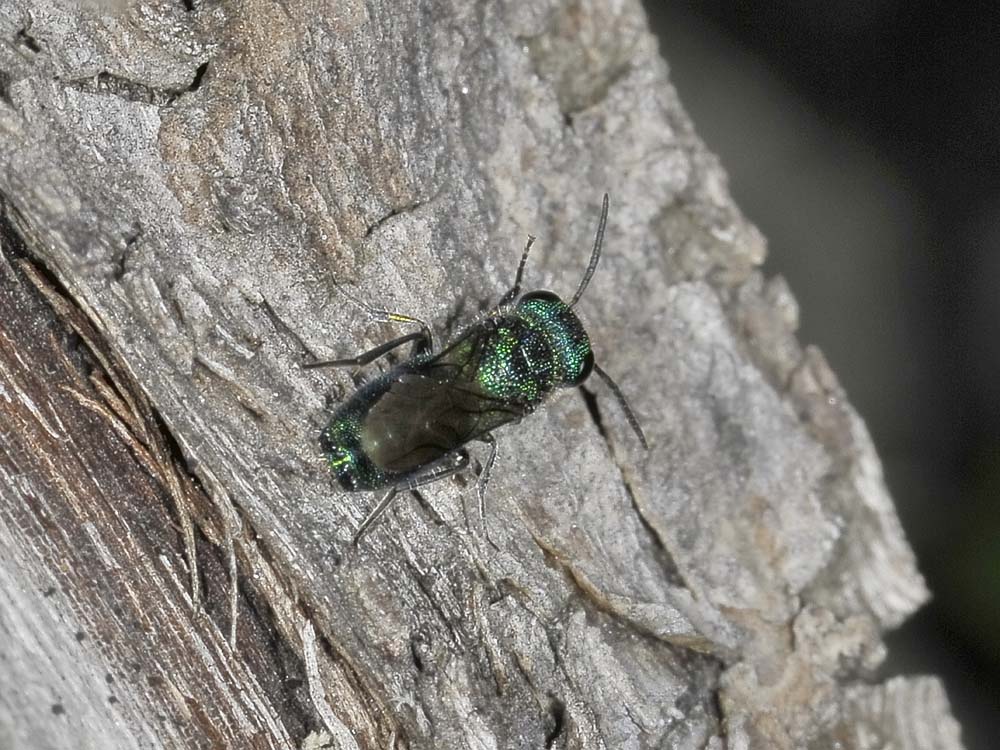 chrysididae autunnale: Trichrysis cyanea